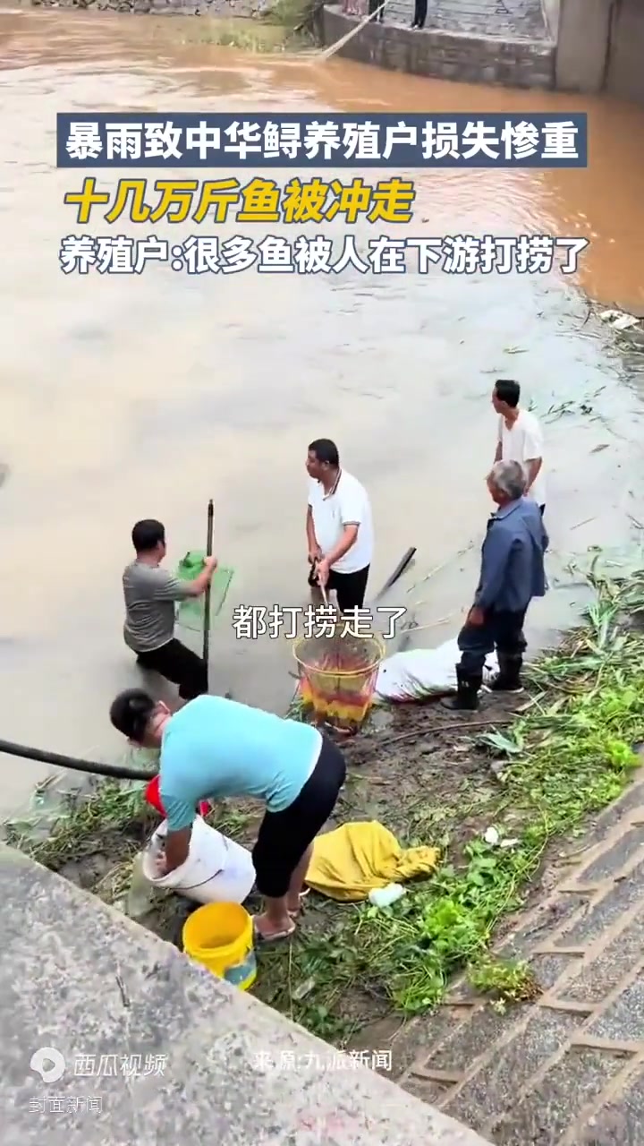 暴雨致中华鲟养殖户损失惨重,十几万斤鱼被冲走,养殖户:很多鱼被人在下游打捞