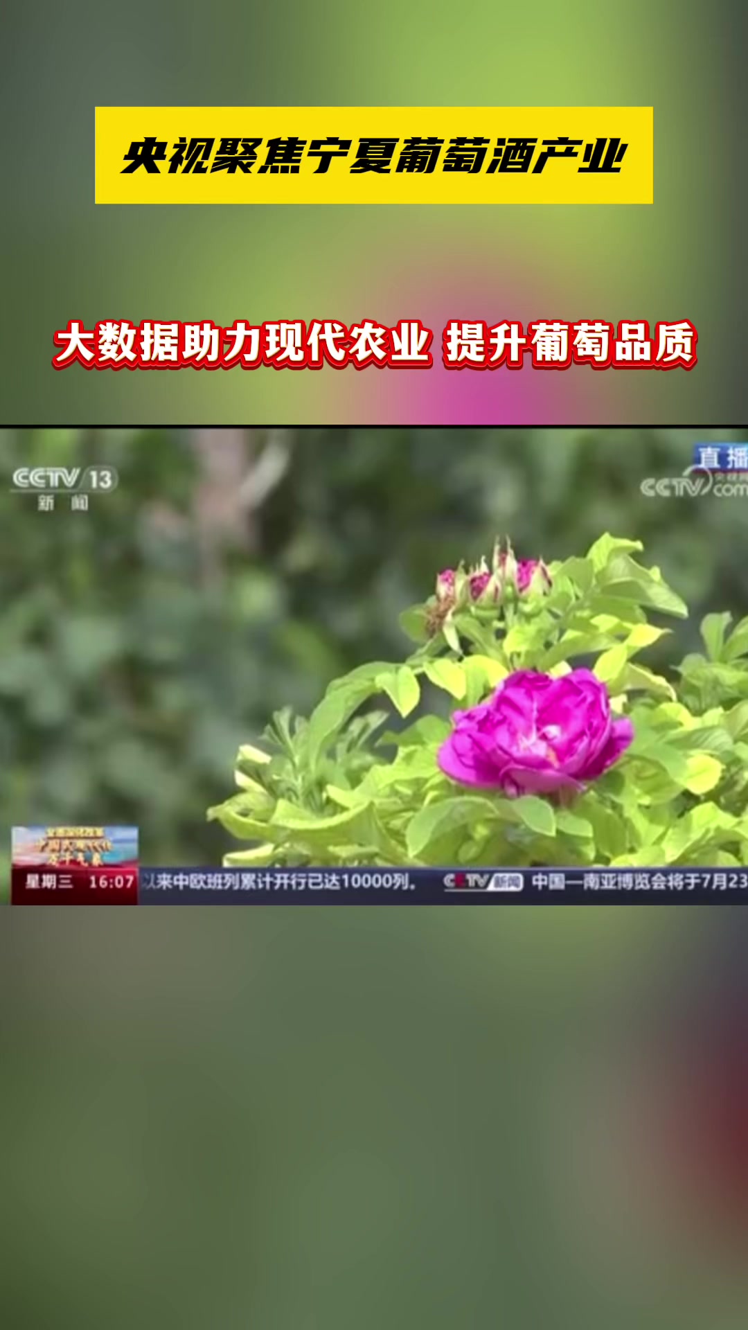 央视聚焦宁夏葡萄酒产业:大数据助力现代农业 提升葡萄品质!