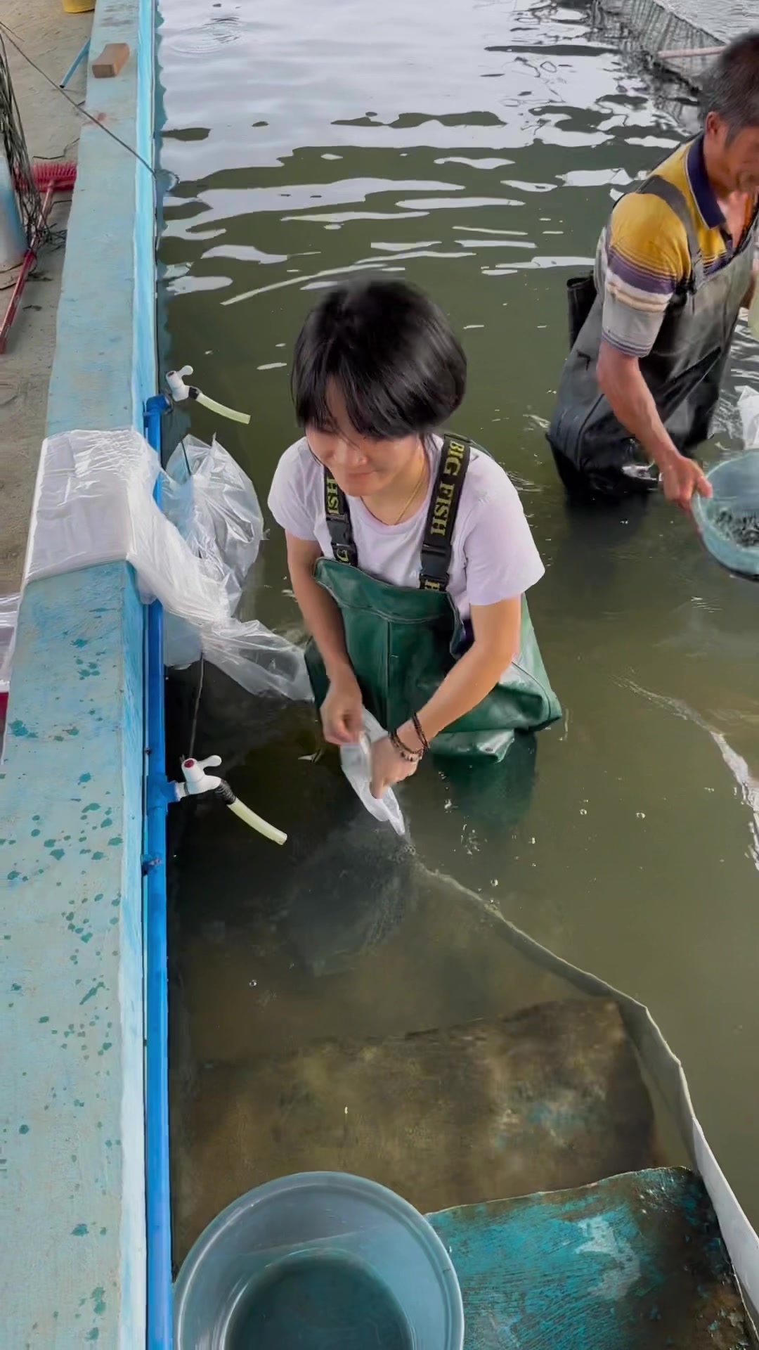 罗非鱼苗,养殖基地