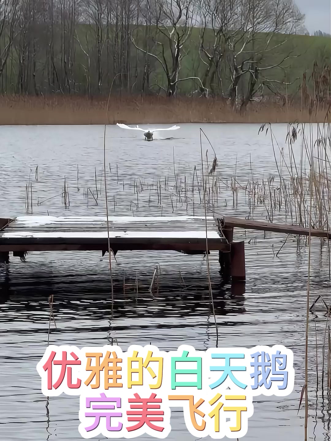 优雅的白天鹅 完美飞行