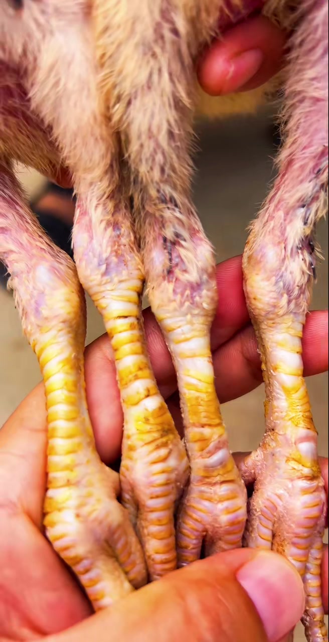 这是新品种独麟怪脚斗鸡进来欣赏一下来自越南的斗鸡