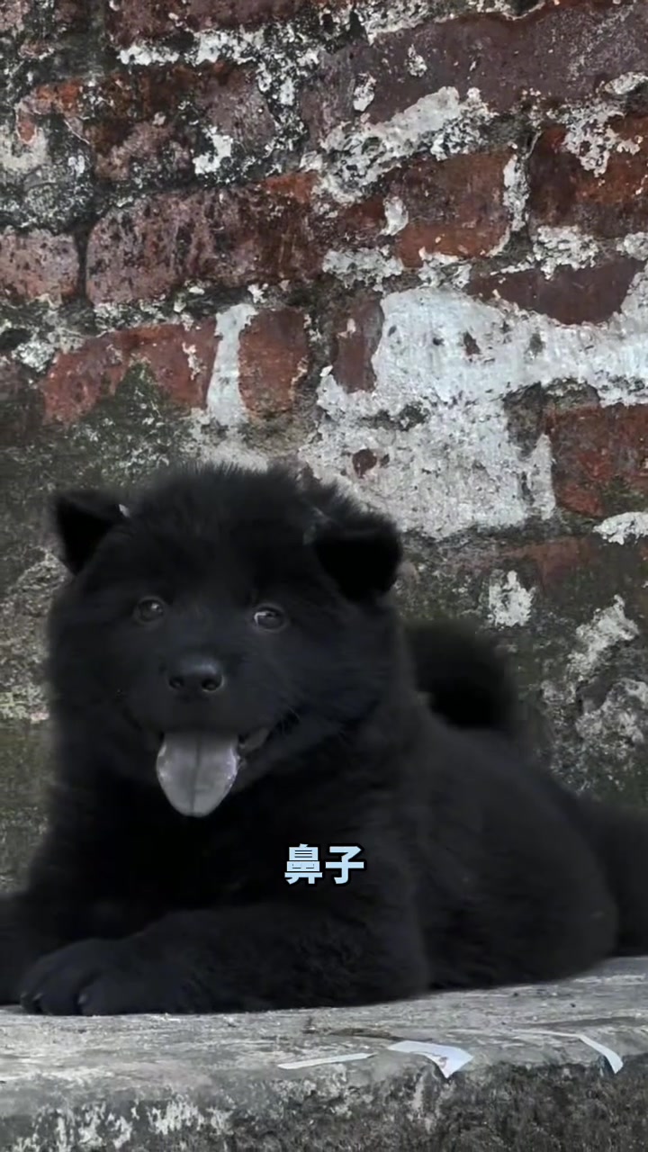 中华田园犬之五黑犬黑狗黑舌十分罕见 霸气侧漏