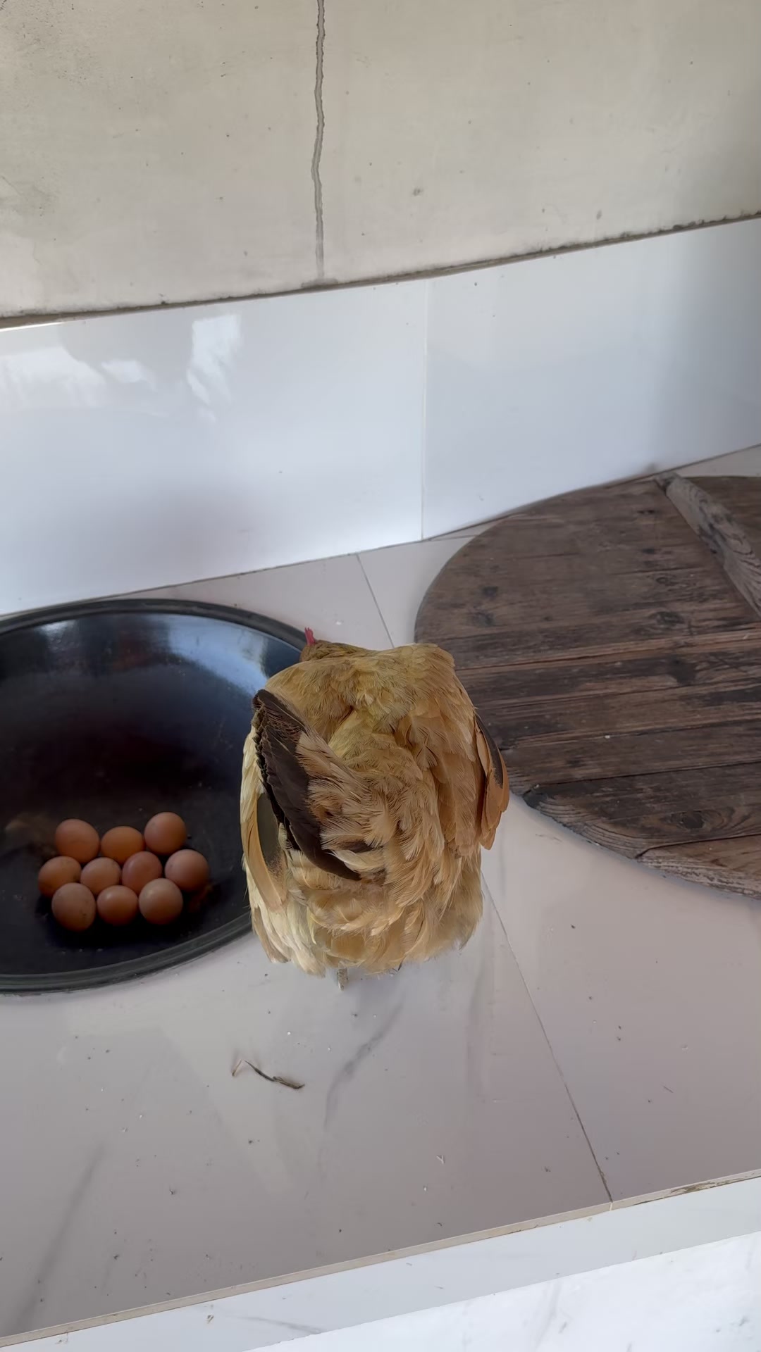 灶台鸡在灶台上有窝了