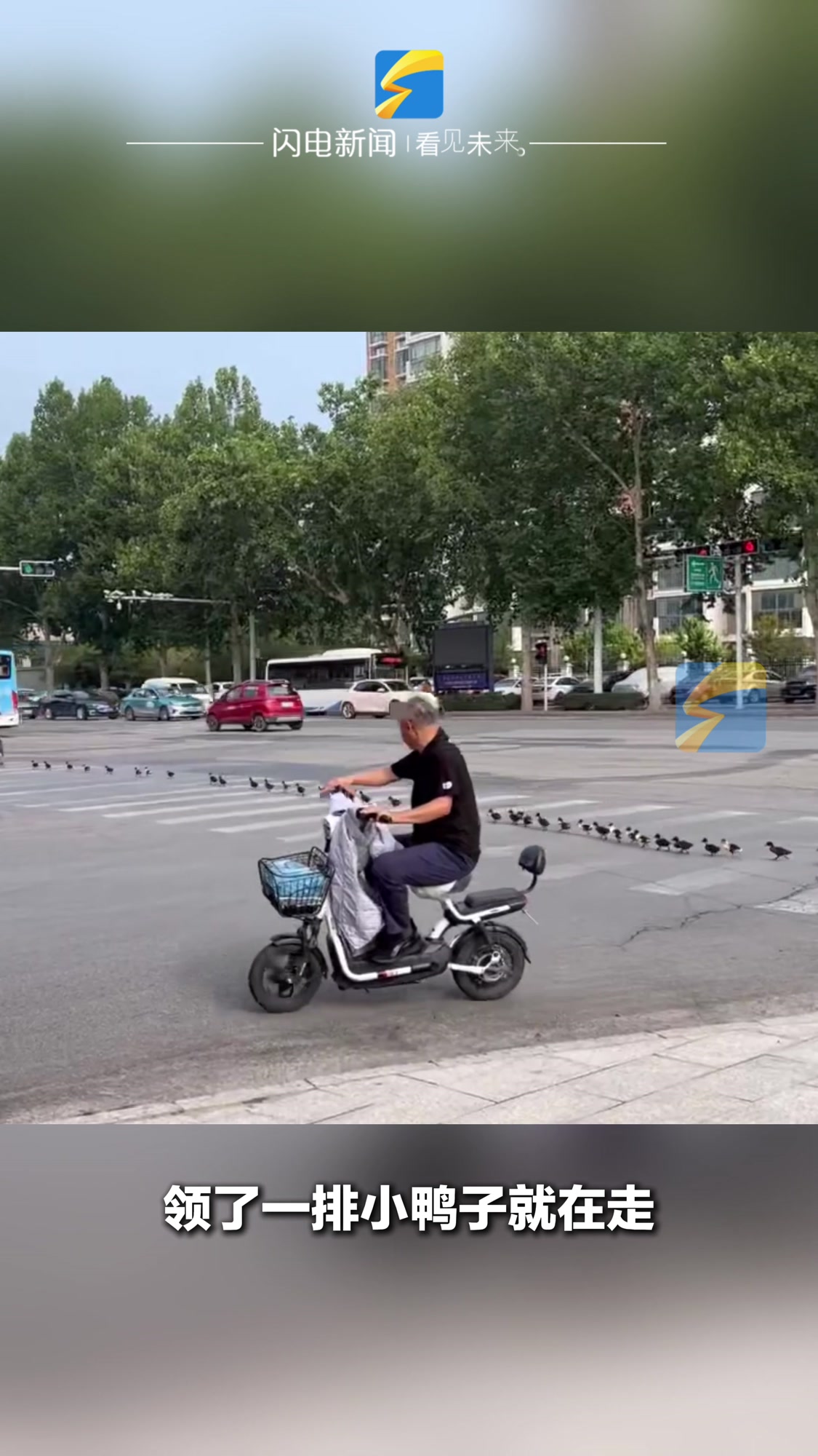 男子偶遇小鸭子排队过马路 网友:这是要进京赶“烤”吗