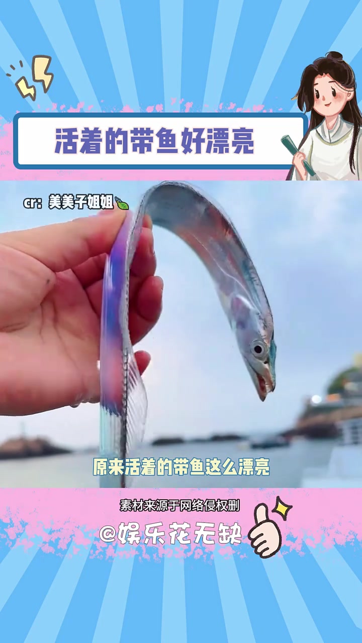活着的带鱼真的好漂亮 带鱼 海洋生物