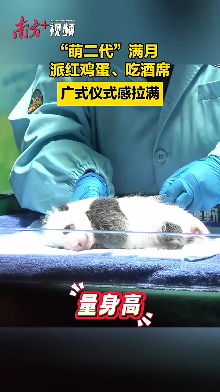 “萌二代”满月,派红鸡蛋、吃酒席,广式仪式感拉满!