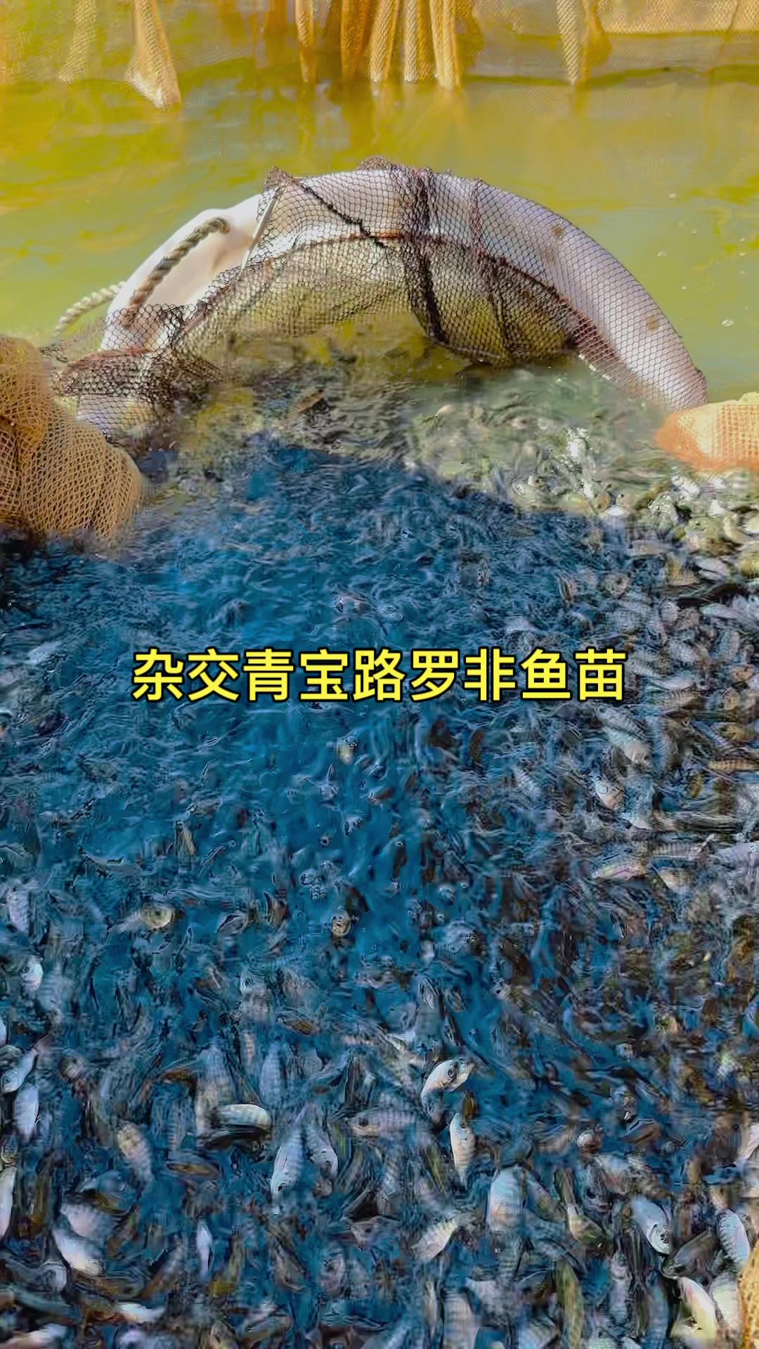 罗非鱼苗,三农,水产养殖基地