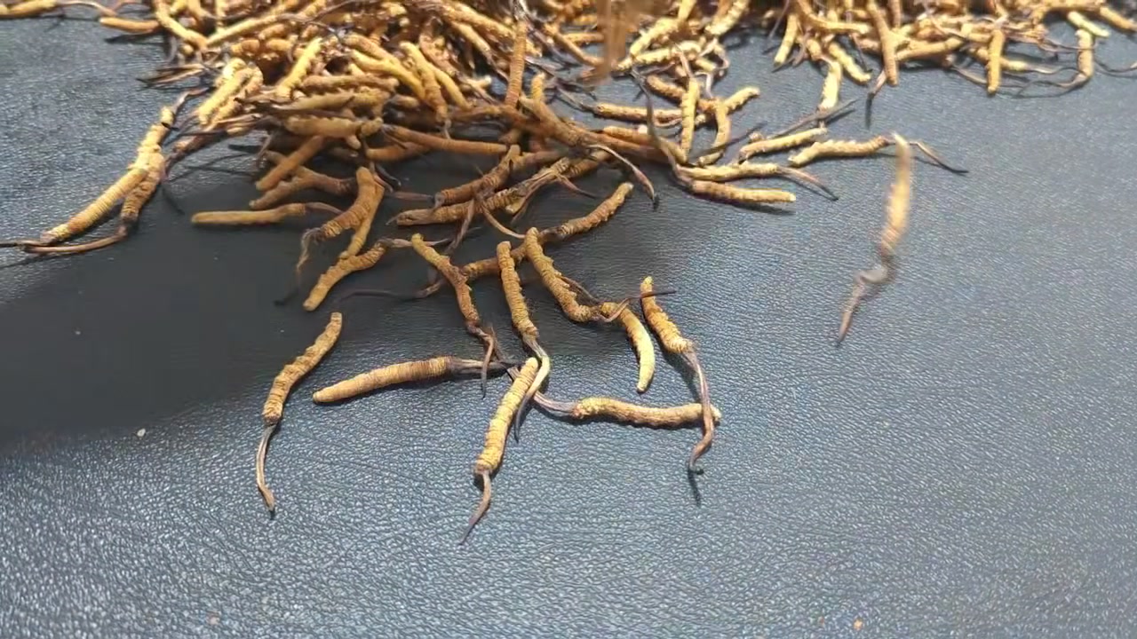 冬虫夏草性味甘平,归肾、肺经,具有补肾益肺的功效。它对于治疗肾阳不足、精血亏虚所导致的阳痿