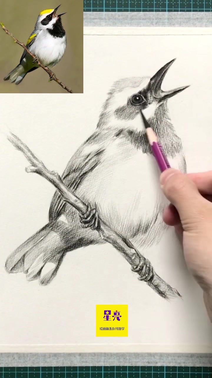 素描动物小鸟绘画教程