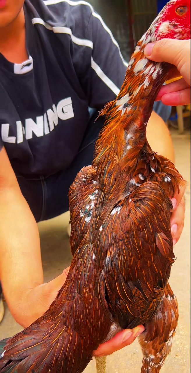 火烧毛母斗鸡喜欢的速度欣赏