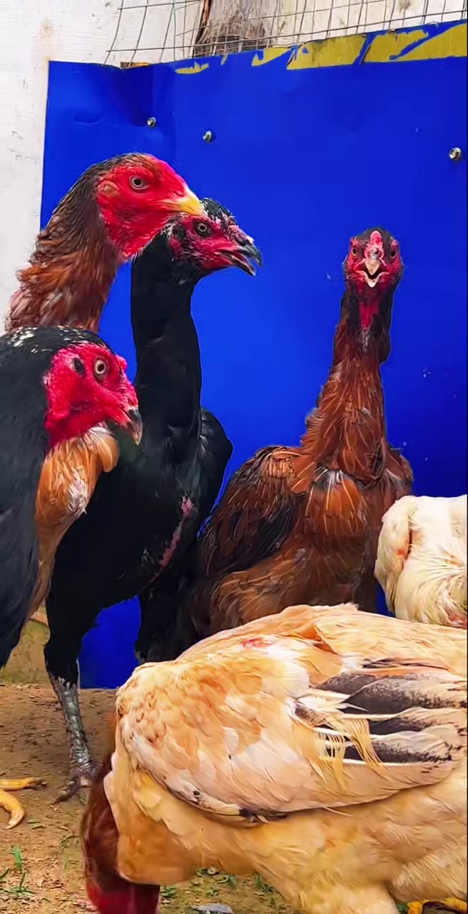 越南母斗鸡进来欣赏一下各种颜色都有
