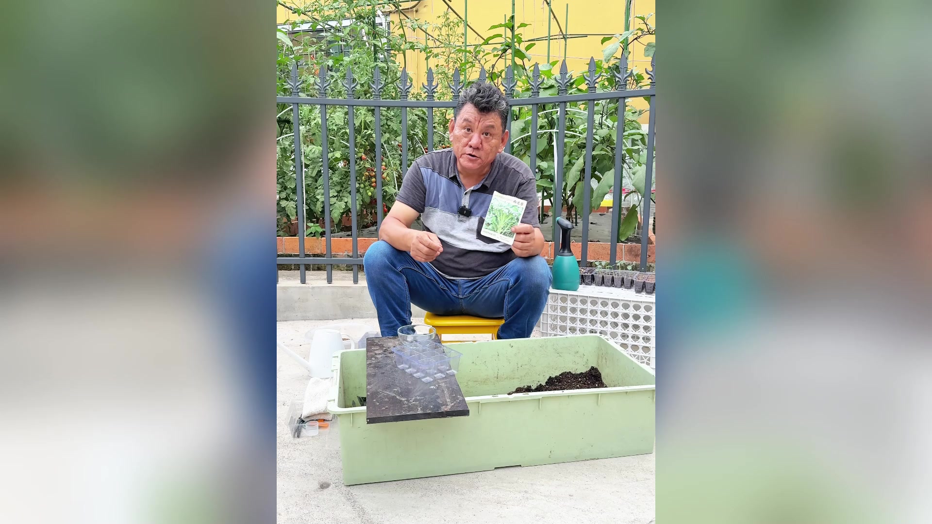 家庭菜园如何种植西兰苔?