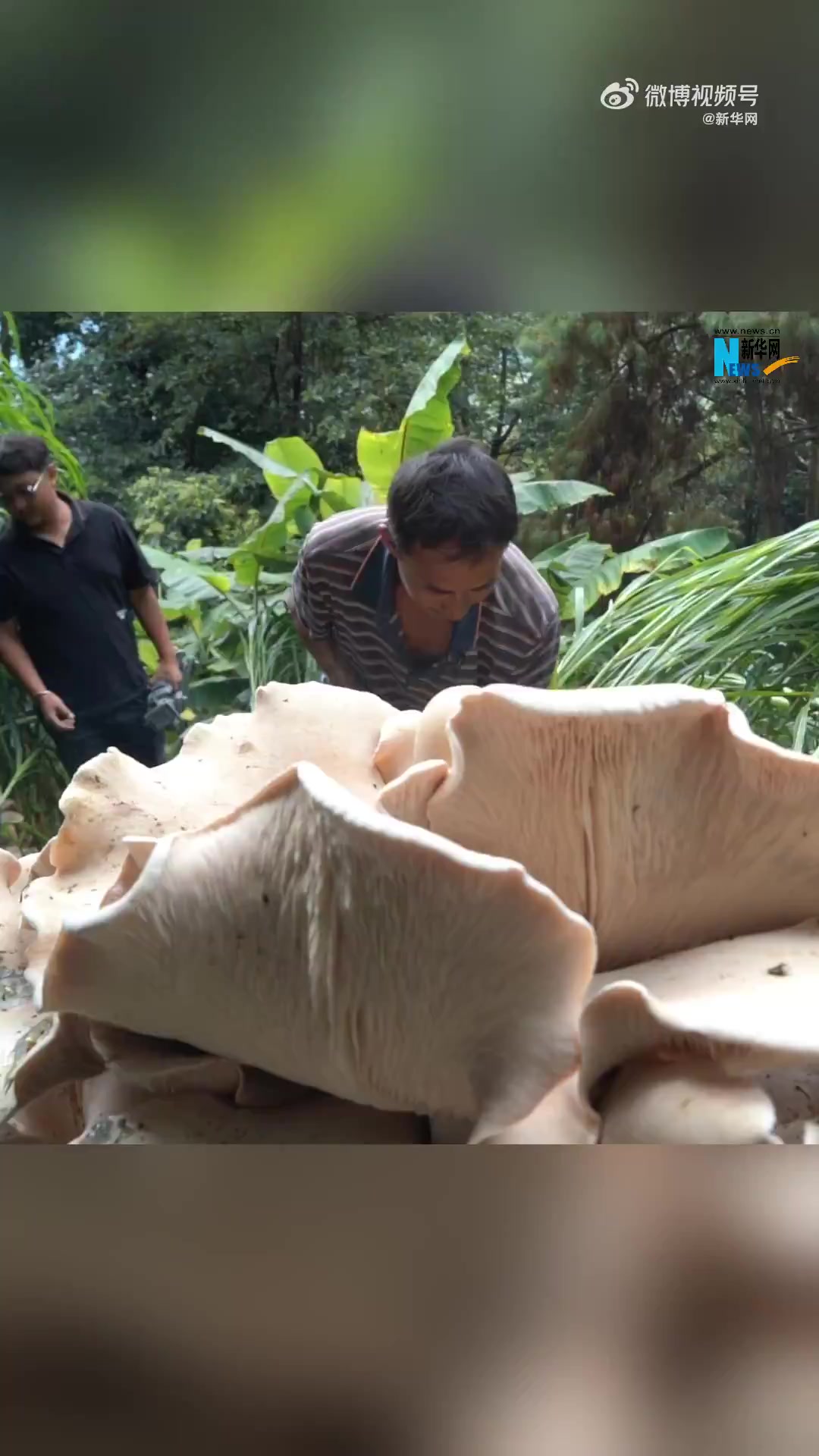 云南昌宁村民发现巨大口蘑,网友:菌之大 一锅炖不下