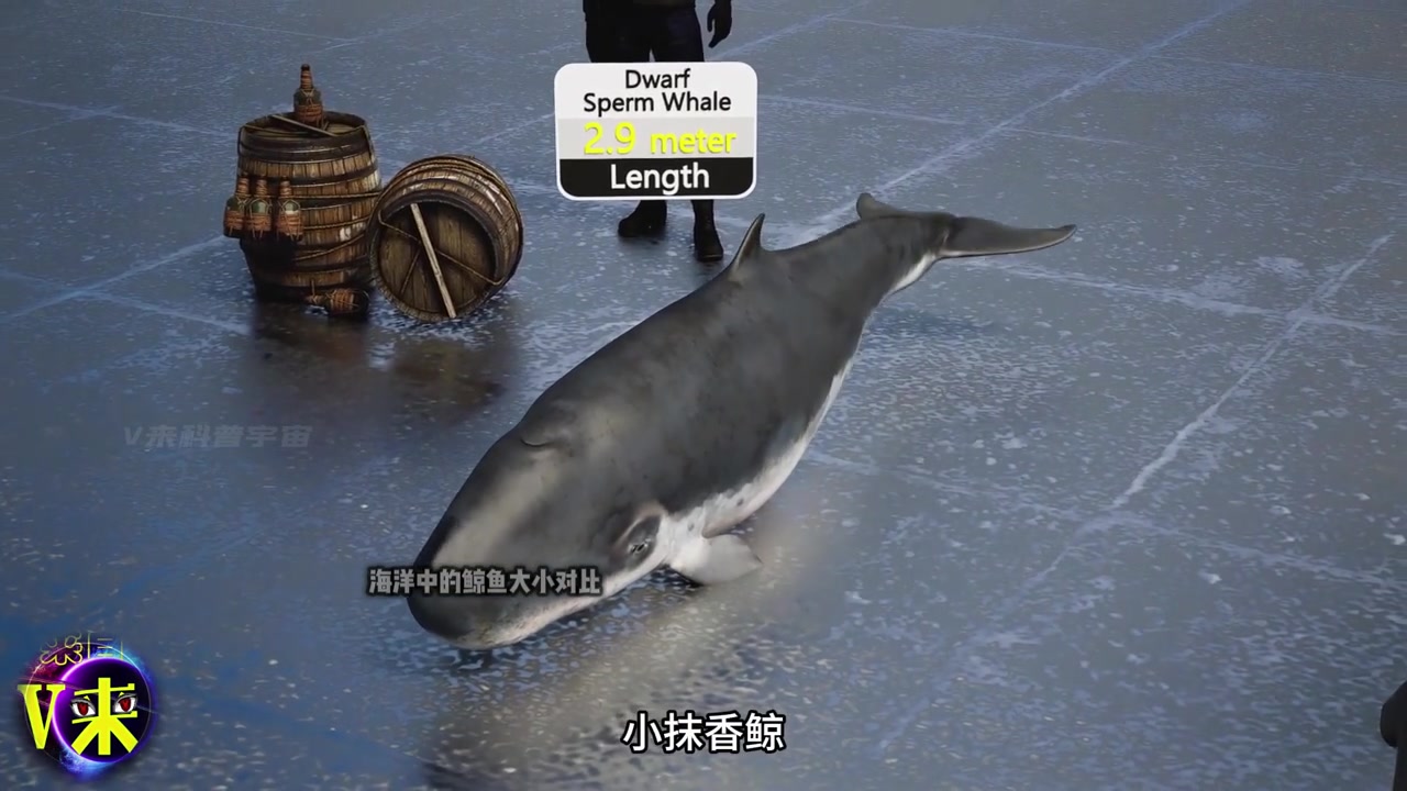 你知道世界上最大的鲸鱼有多大吗