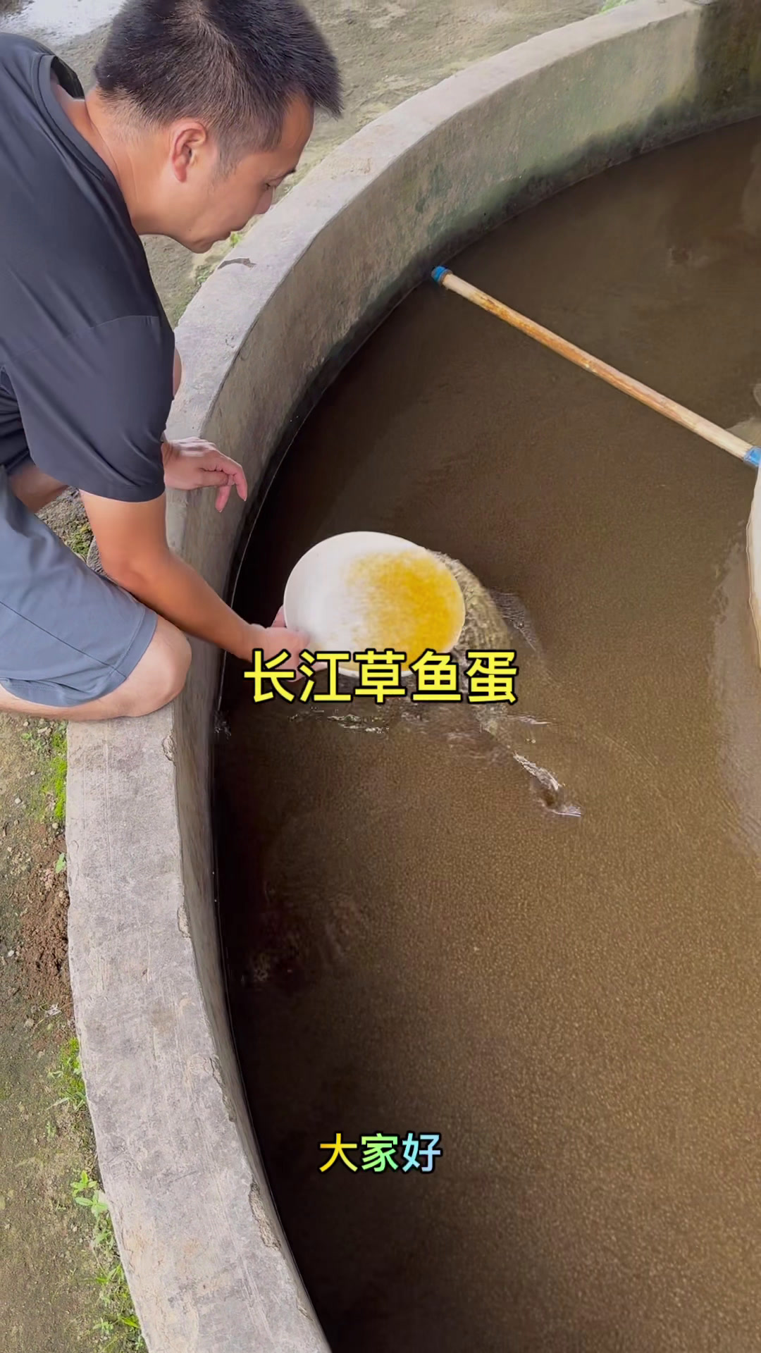 长江草鱼水花,孵化基地,鱼苗