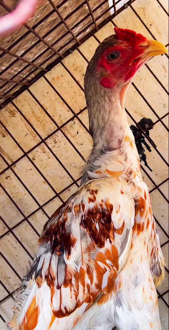 一只独麟怪脚斗鸡你没见过的腿麟