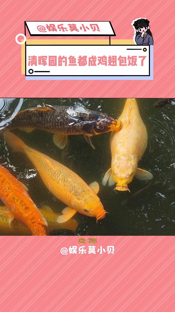 娱你安利 热梗百科