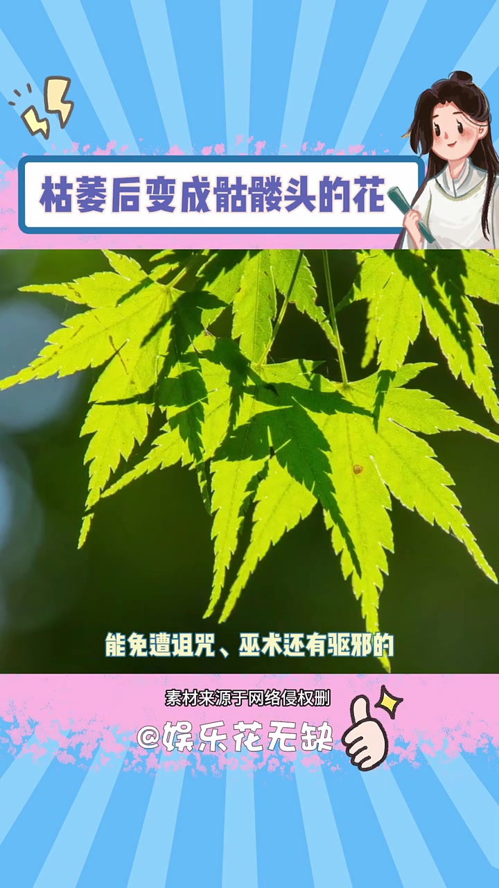 枯萎后会变成骷髅头的花 金鱼草 植物