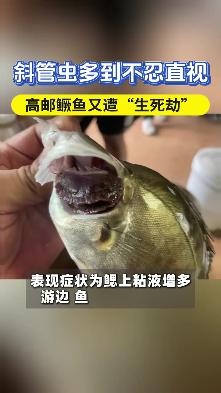 斜管虫多到不忍直视!高邮鳜鱼又双叒叕遭“生死劫”