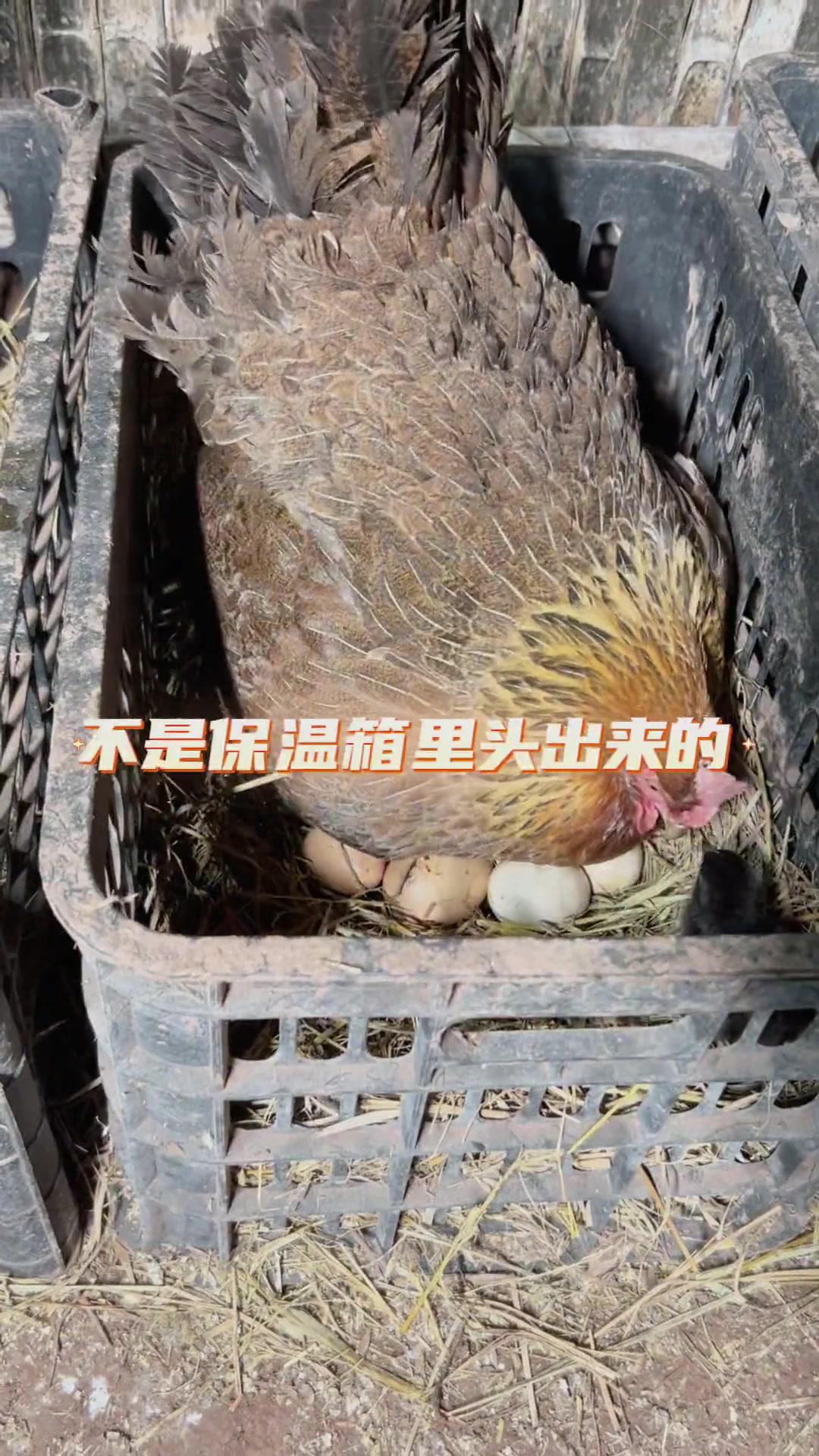 快看,我们的鸡妈妈都是排着队孵小鸡的!