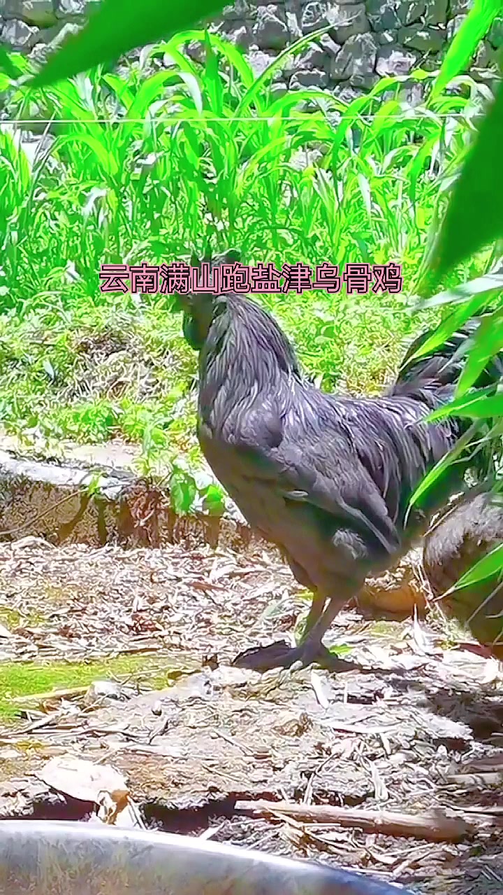 云南满山跑盐津乌骨鸡:大兄弟,对不起您了,你得为人类做贡献