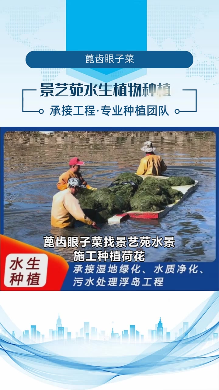 蓖齿眼子菜
