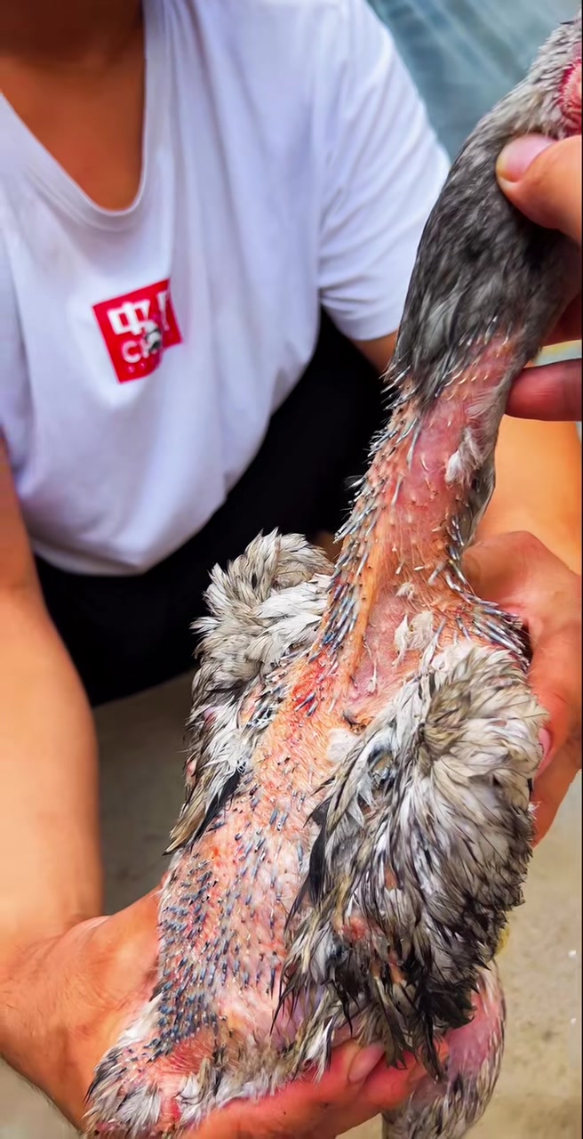 一只黄脚的独麟怪脚鳞片错乱复杂