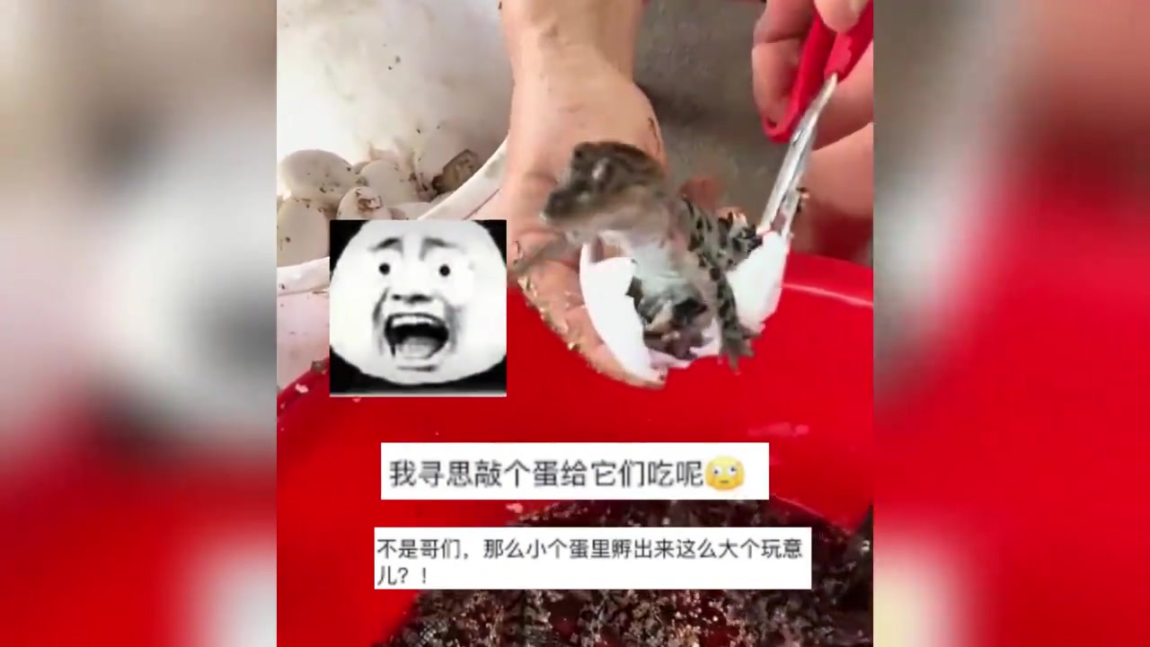 第一次见鳄鱼宝宝出生,男子:叫爸爸 ,小鳄鱼:等我长大
