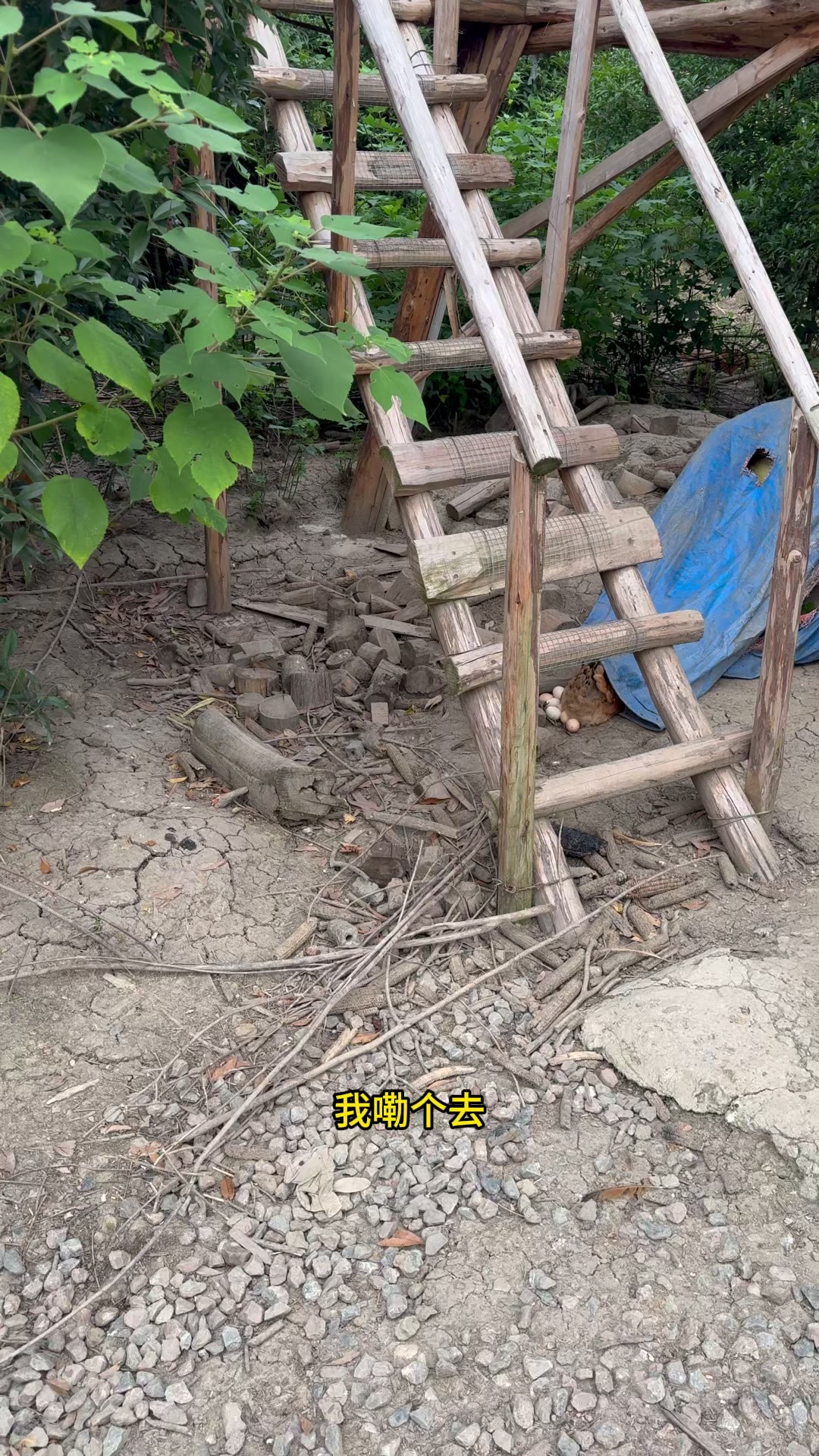 瞭望台下母鸡孵蛋