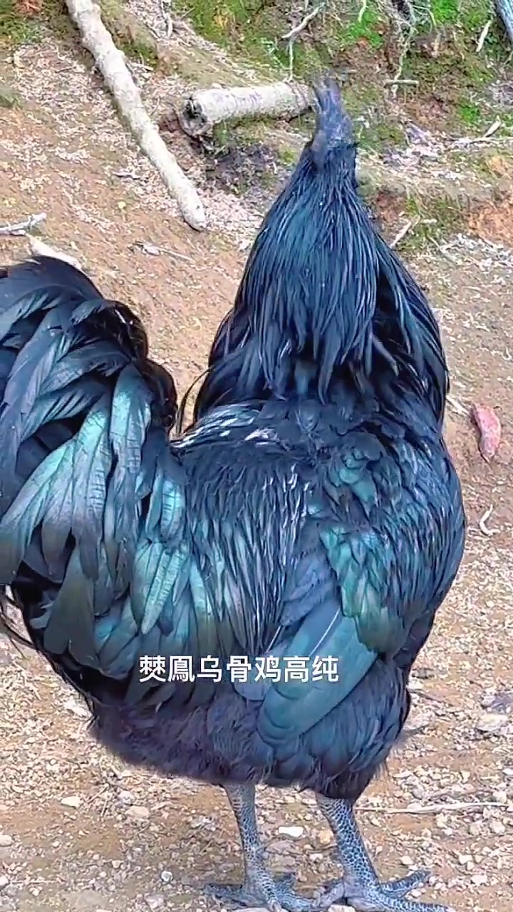 云南满山跑盐津乌骨鸡:我长的帅不?