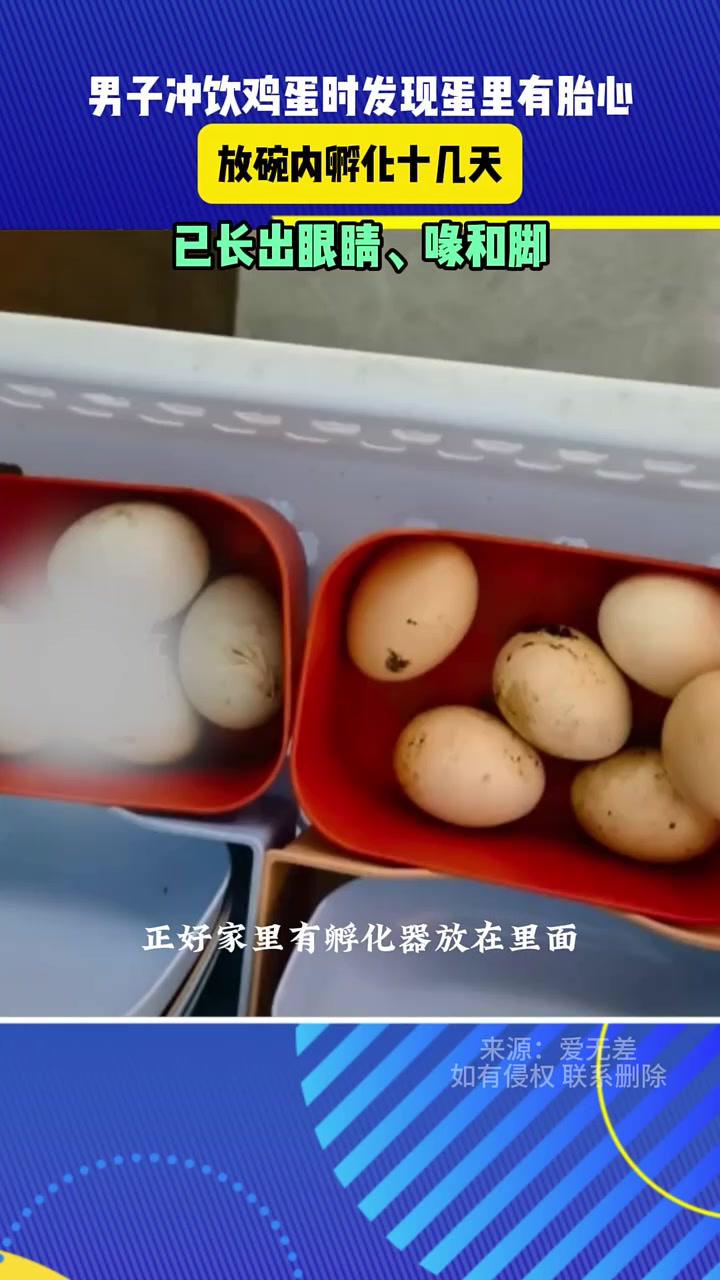 男子冲饮鸡蛋时发现蛋里有胎心 放碗内孵化十几天 已长出眼睛 喙和脚