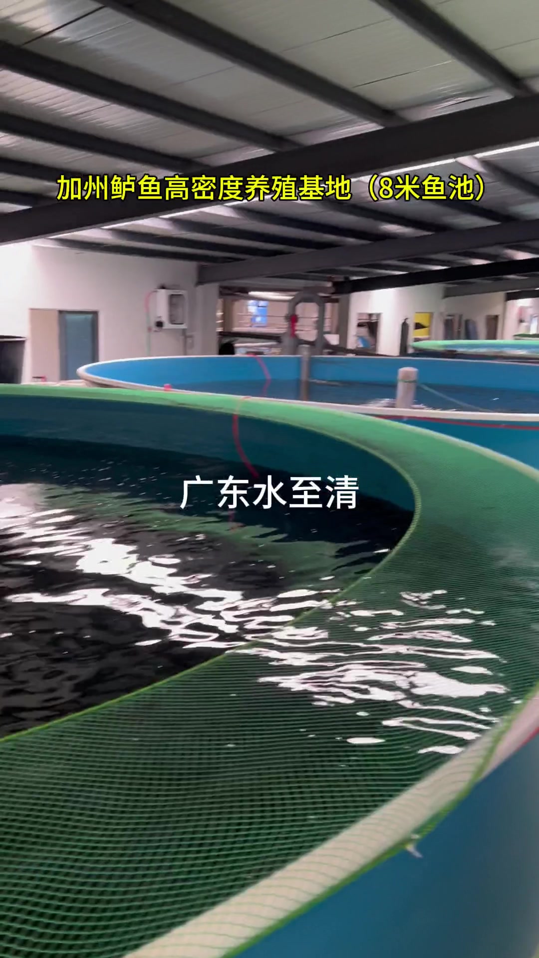 全是鲈鱼的养殖桶,高密度!!!