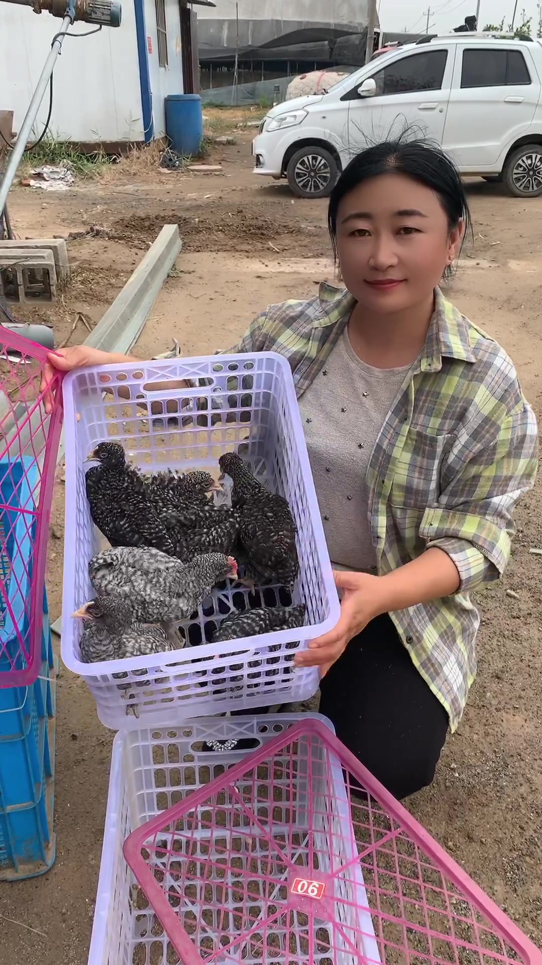 绿壳蛋鸡芦花鸡,一年产蛋260枚