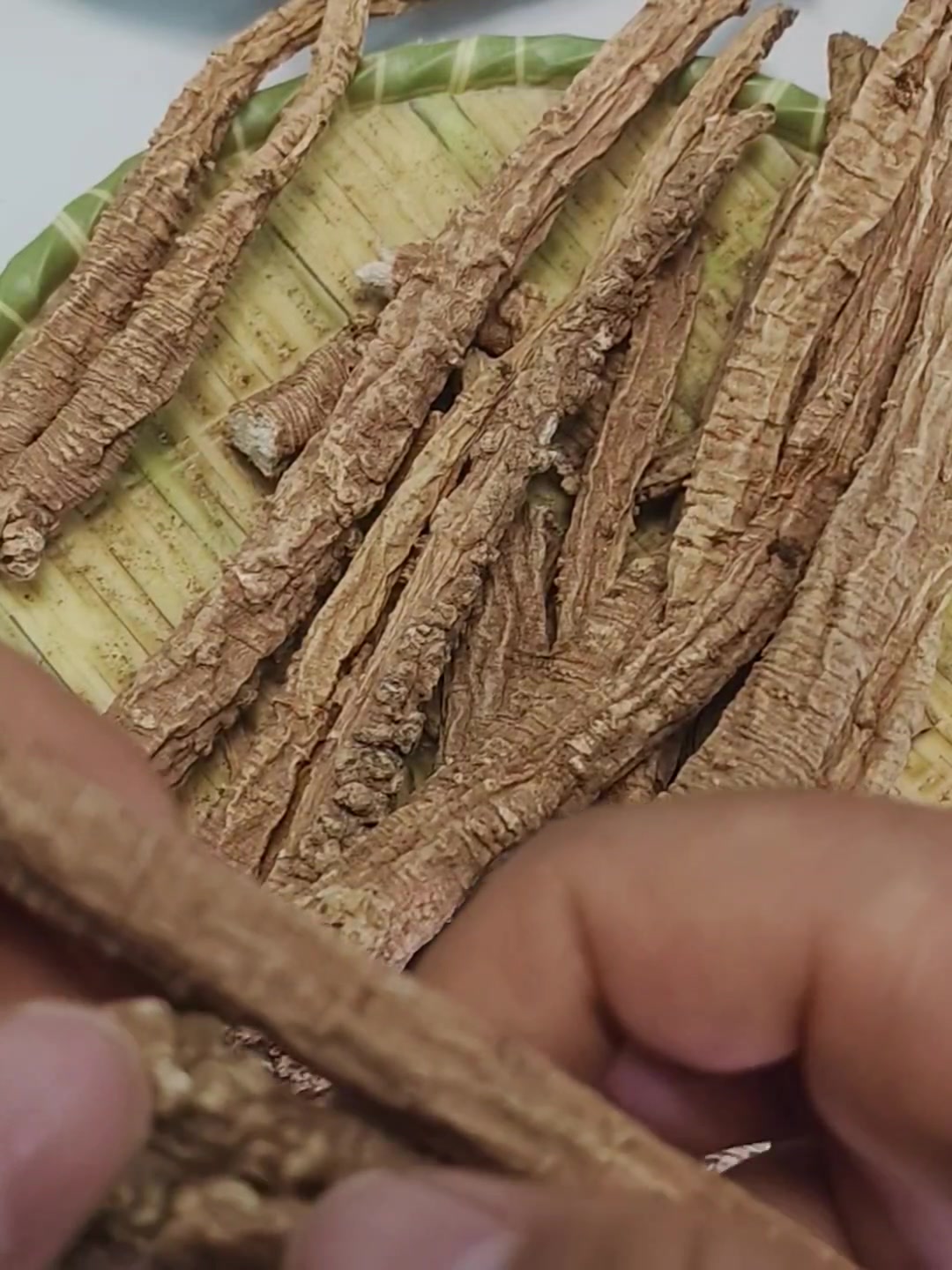 甘肃岷县野生党参的特点