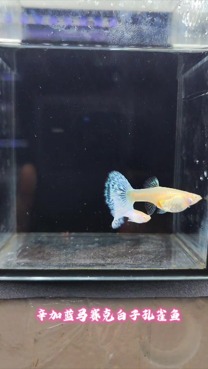 欧翼满鳞纯白孔雀鱼