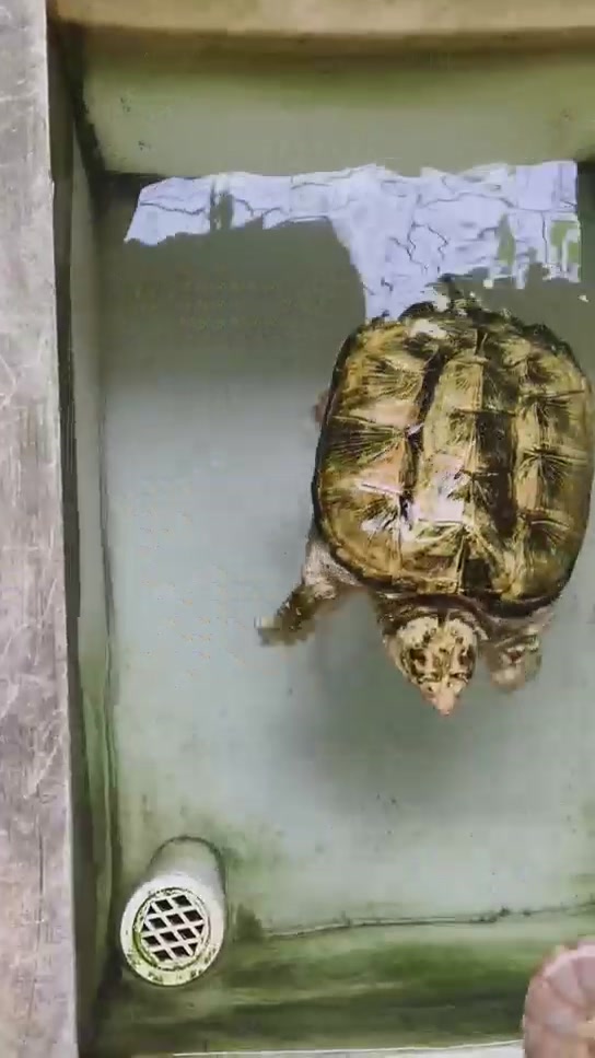 日常投喂佛鳄龟～