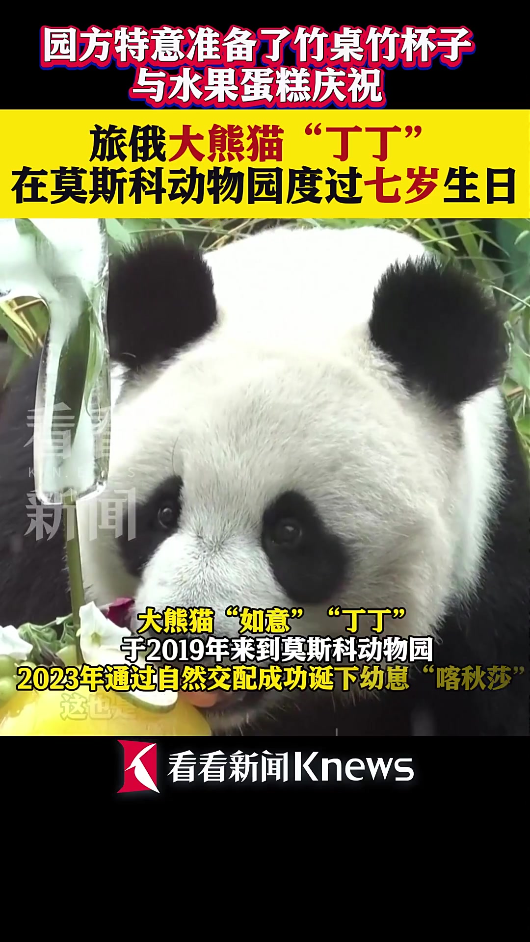 旅俄大熊猫“丁丁”在莫斯科动物园度过七岁生日