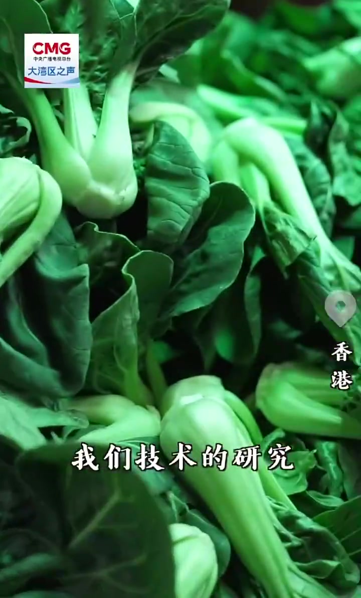 勇立潮头大湾区丨香港为创科青年赋能 集装箱变身智能“农场”