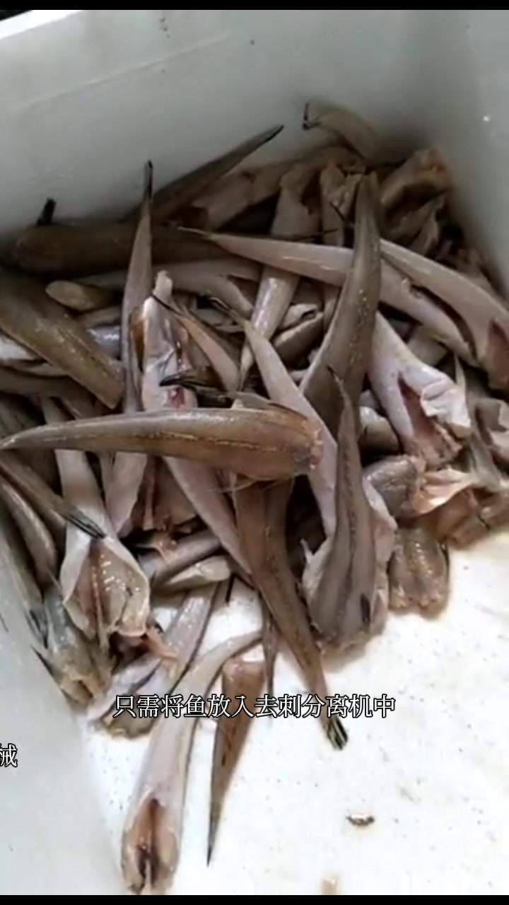 全自动鱼肉采肉机 黄花鱼去刺机,淡水鱼鱼肉提取机,海鱼取肉机
