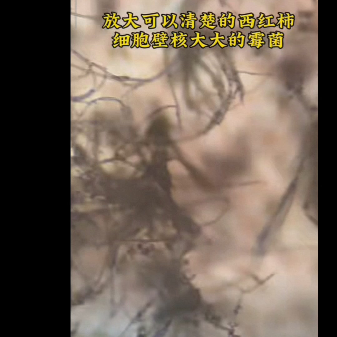 西红柿 有点烂 别吃 坏