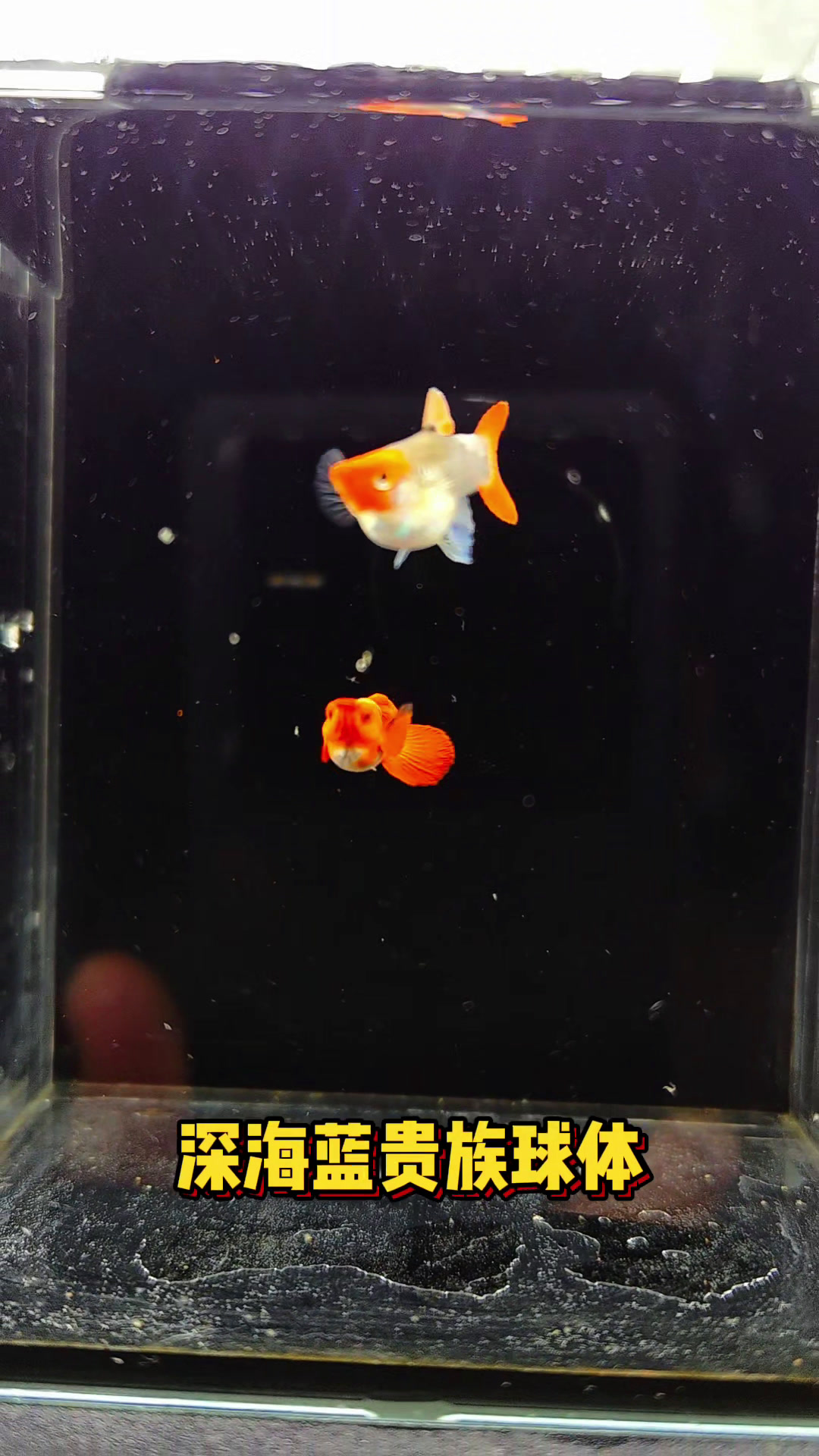 深海蓝贵族球体孔雀鱼