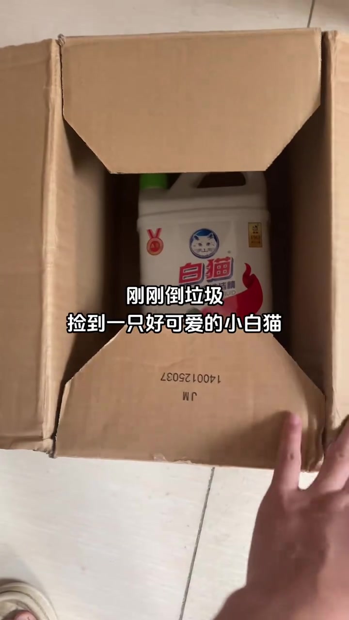 刚刚倒垃圾的时候,捡到一只非常非常可爱的小白猫