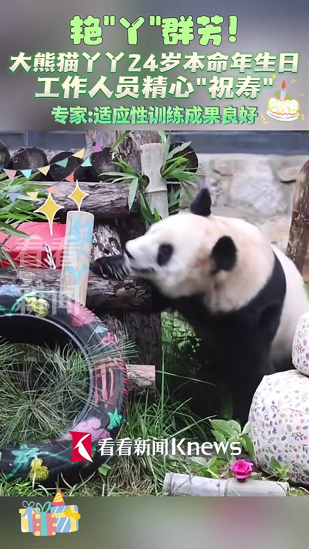 大熊猫丫丫24岁本命年生日 工作人员精心