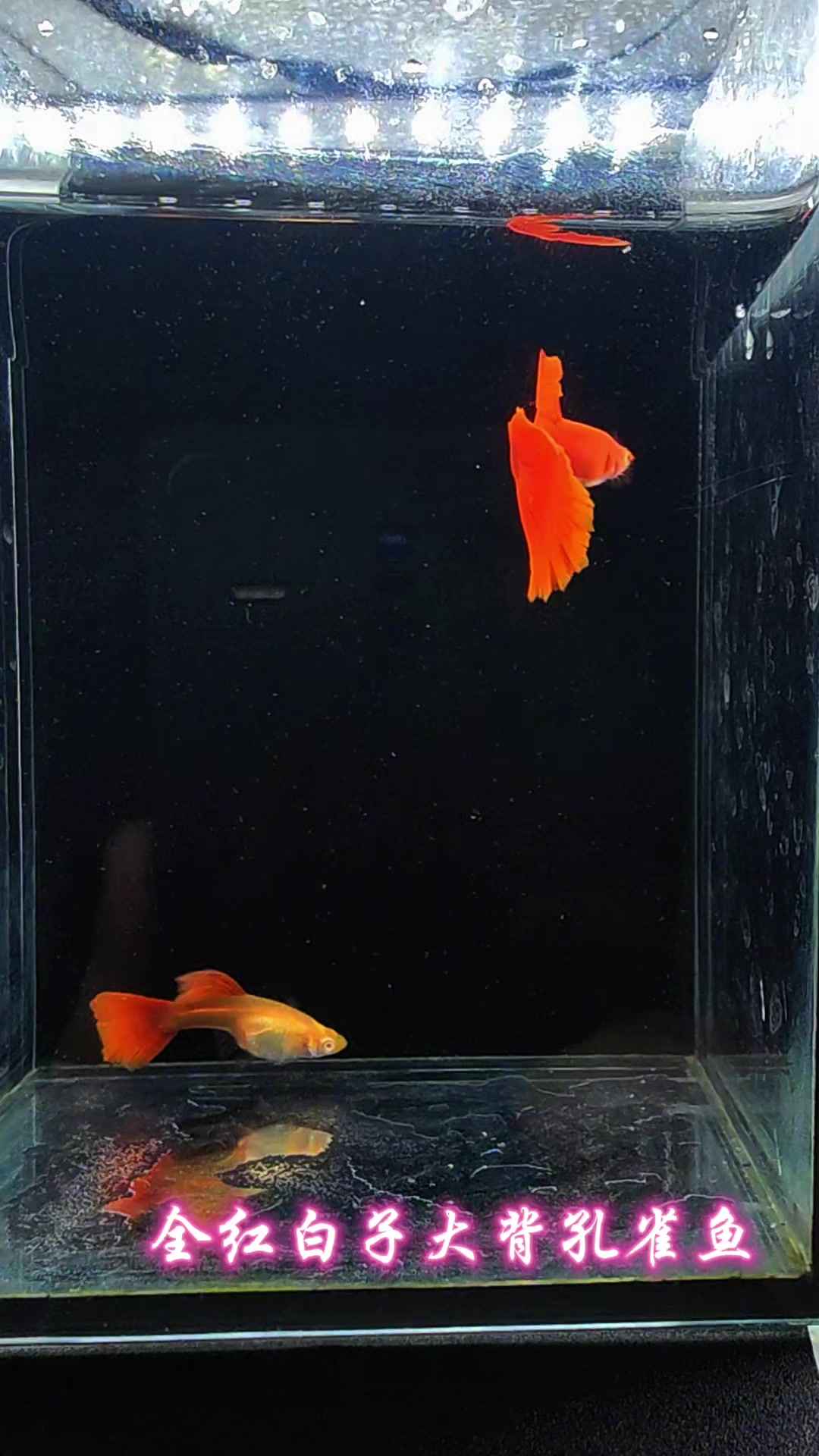 全红白子大背孔雀鱼