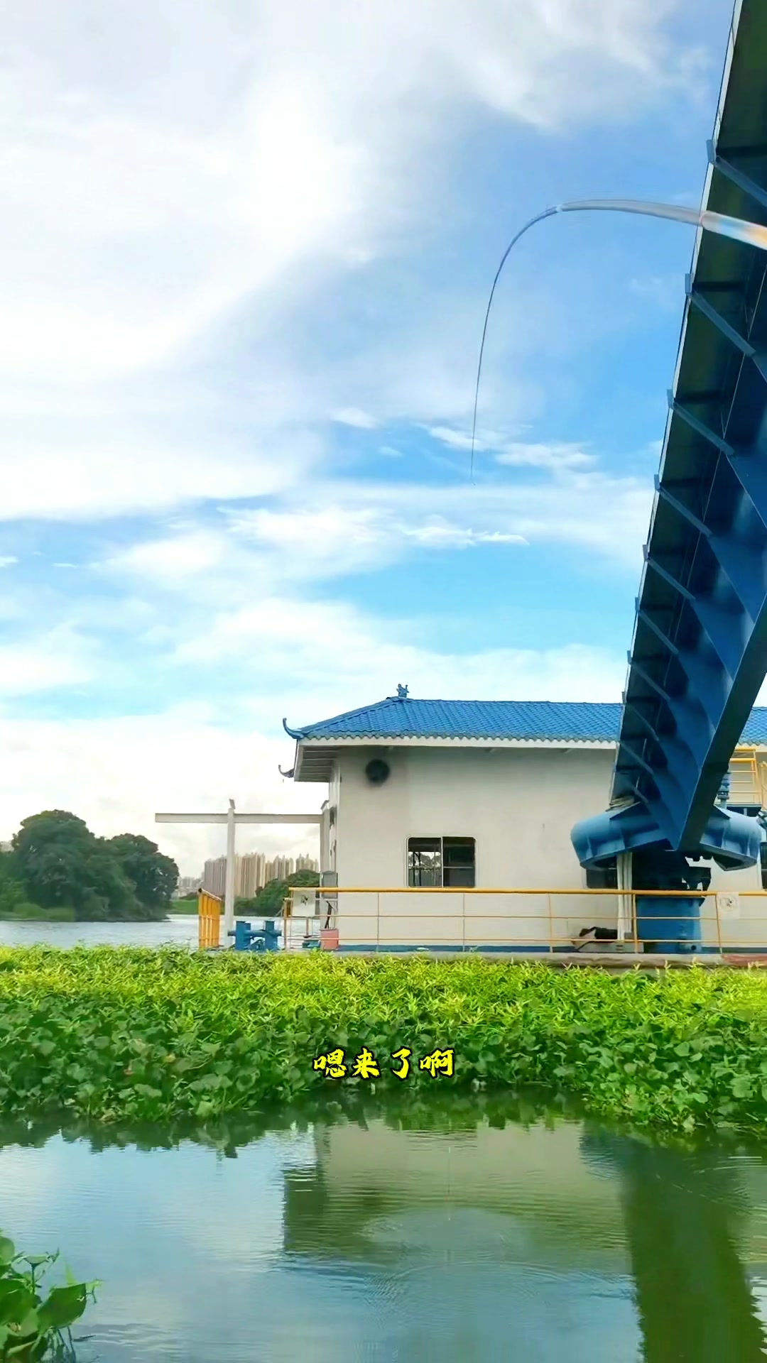 惠州免费钓点推荐,水葫芦旁全是土鲮鱼。