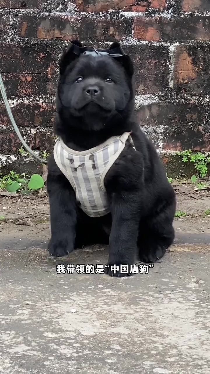 中华田园犬五黑犬也叫中国唐狗,是我们中国人自己的狗
