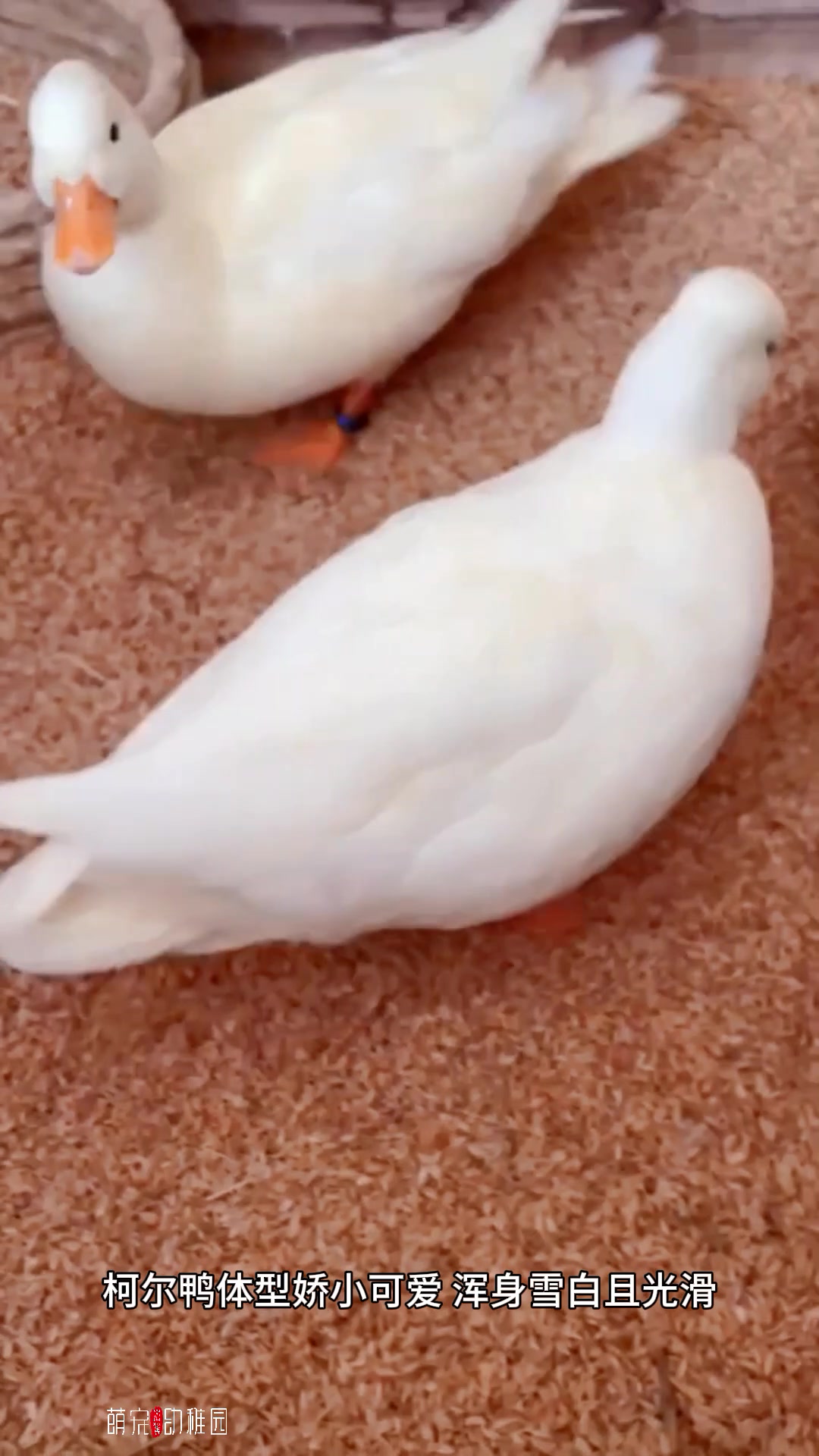 宠物柯尔鸭一只多少钱