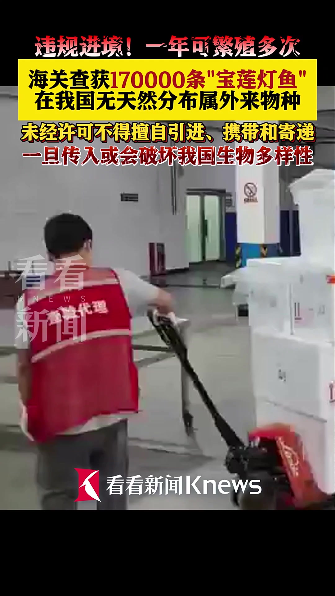 一年可繁殖多次!海关截获17万条“宝莲灯鱼”