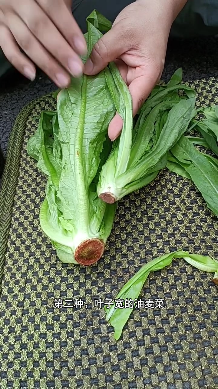 油麦菜怎么挑?东北早市土豆哥揭秘,油麦菜和莴苣的区别!教你怎么挑选健康营养的油麦菜!