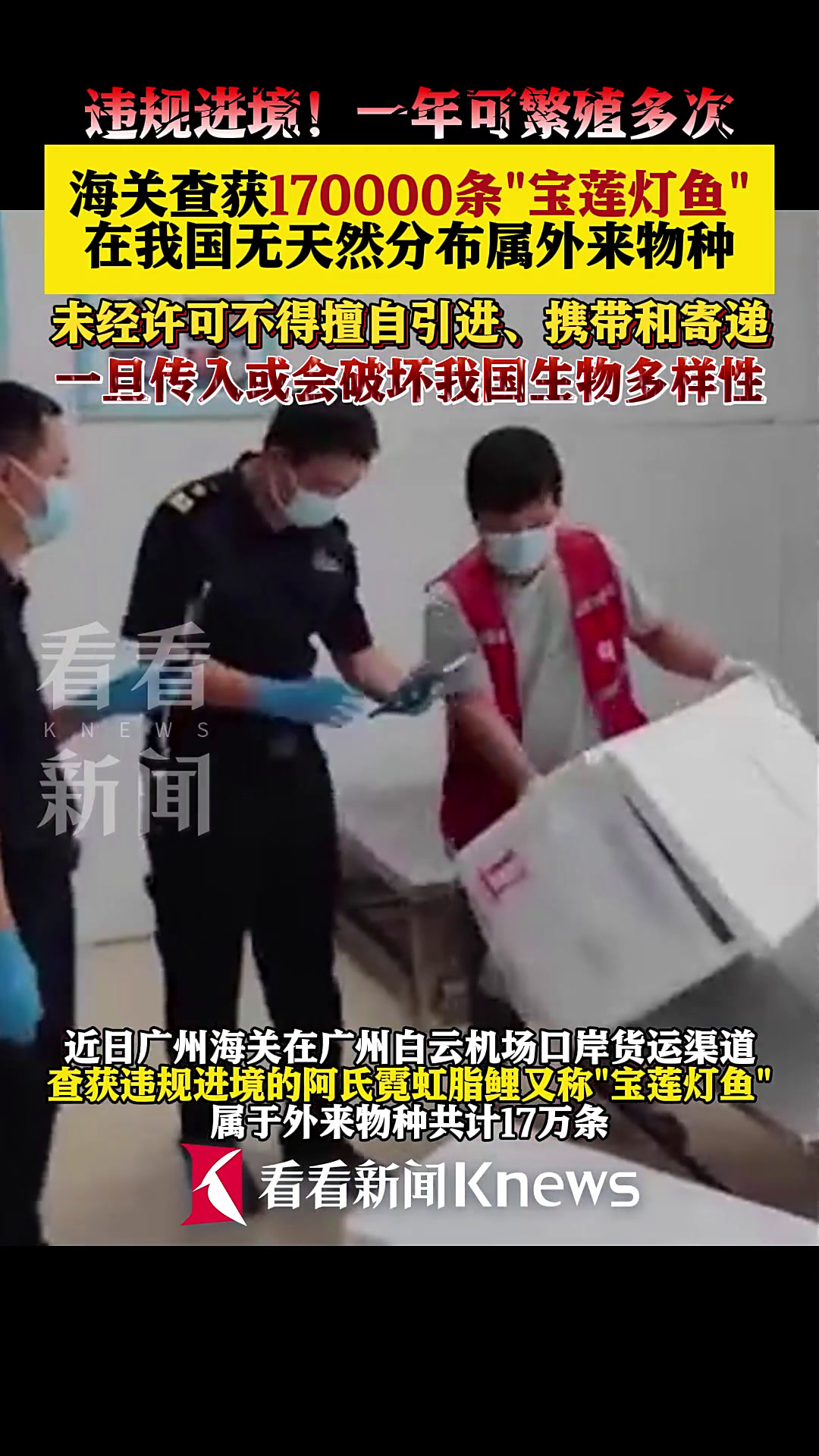 一年可繁殖多次!海关截获17万条